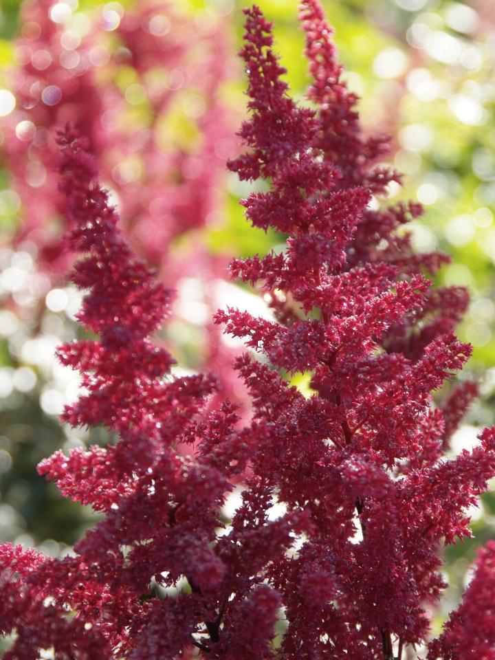 Spirea, Astilbe