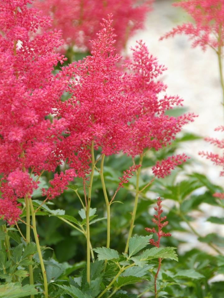 Astilbe, spirea