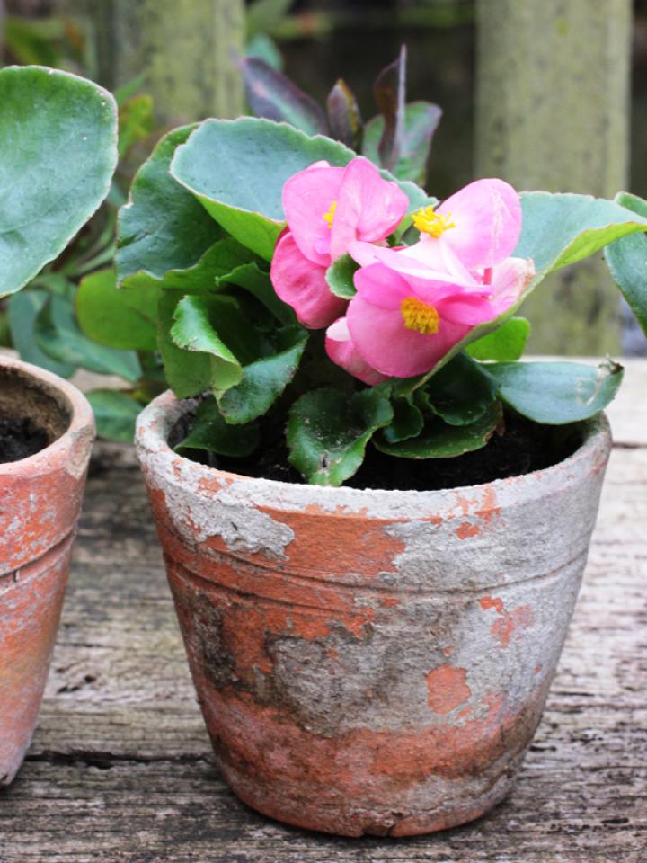 Romige biet-bouchées met Begonia Romige biet-bouchées met Begonia Mooiwatplantendoen.nl