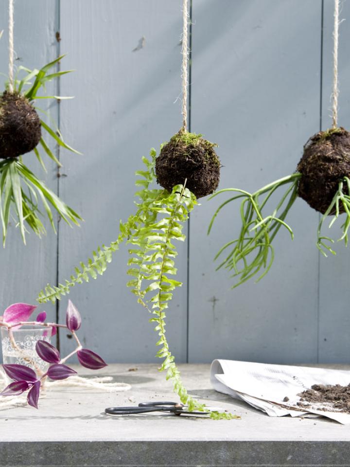 DIY: make your own Kokedama