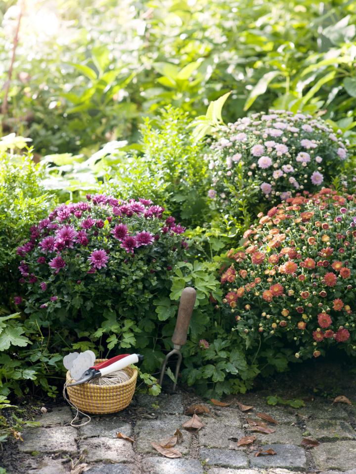 Autumn garden