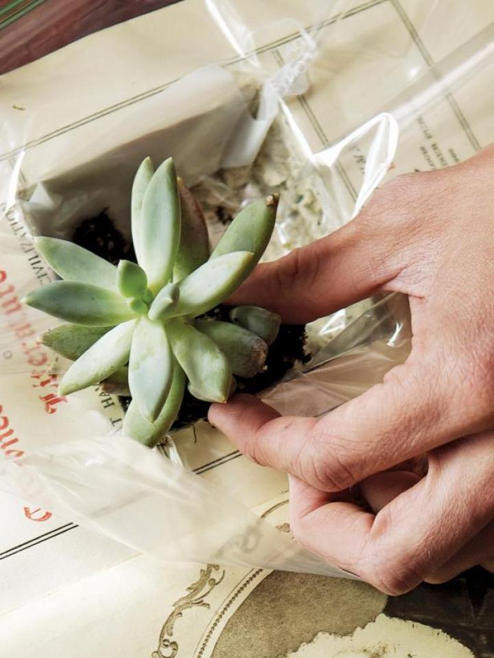 Plant your succulents