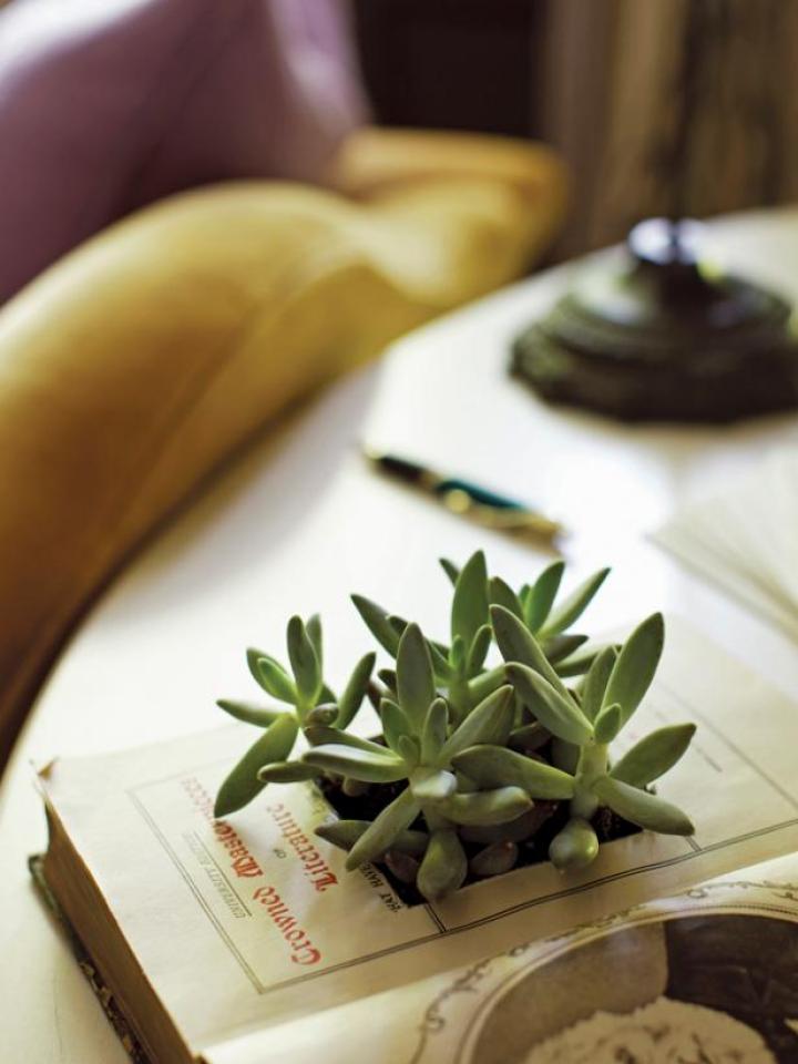 Display your DIY book planter with pride!