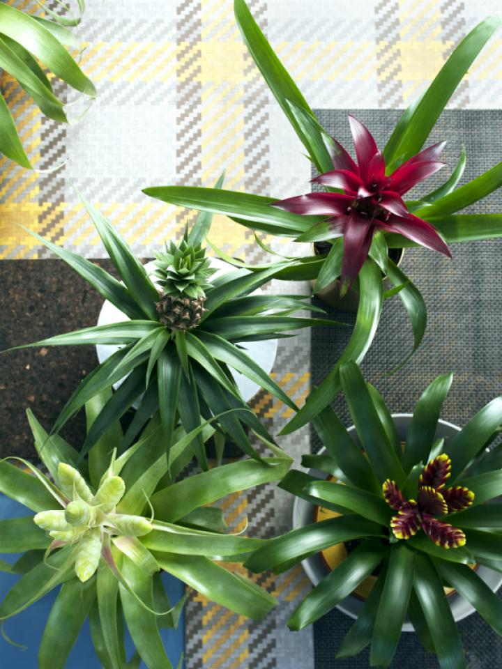 Bromelia