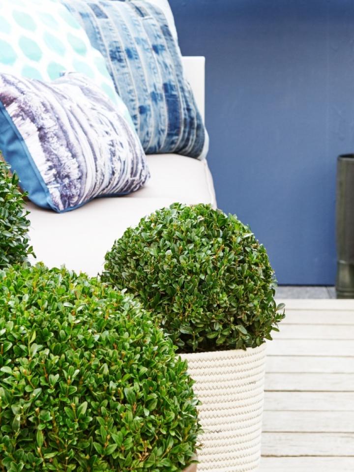 Buxus Jeans of garden