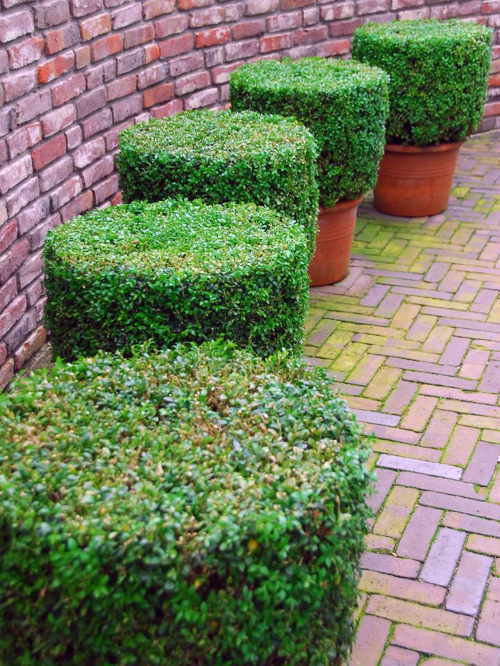 Buxus