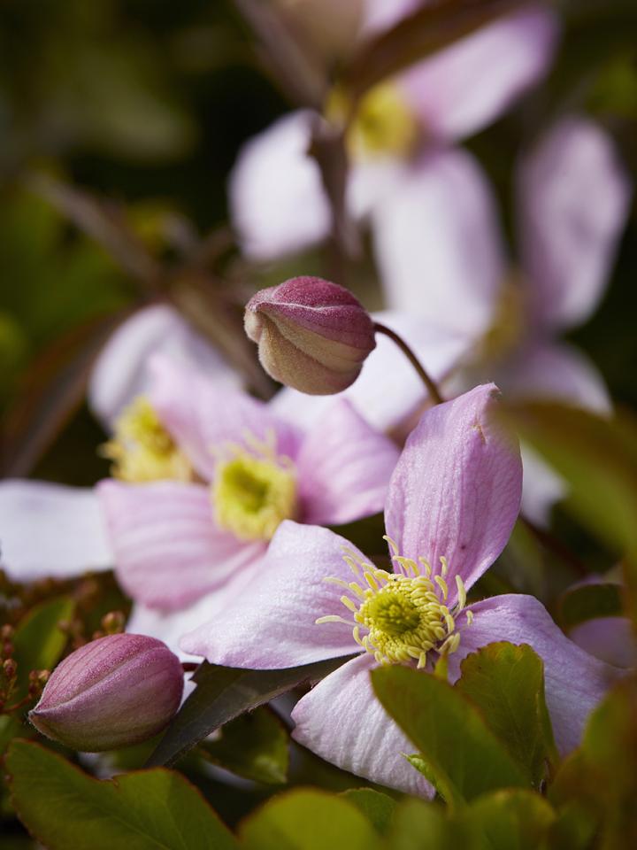 Clematis Thejoyofplants.co.uk Clematis Thejoyofplants.co.uk