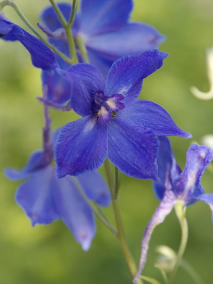 Delphinium, ridderspoor