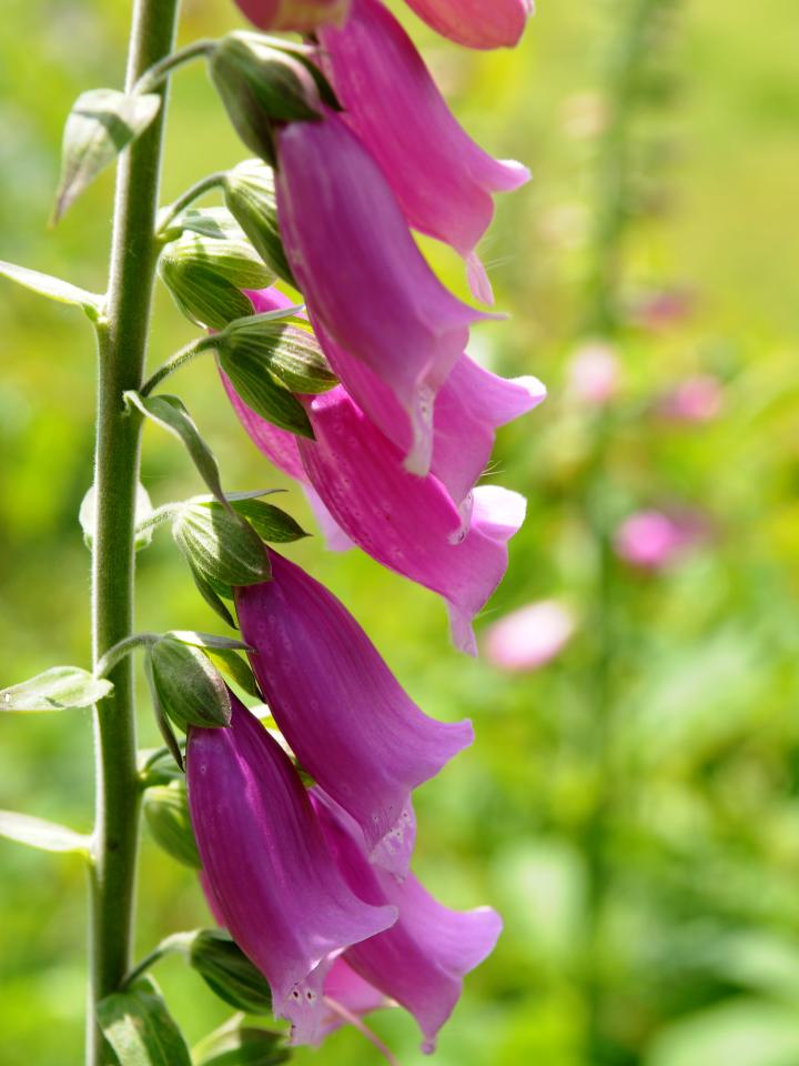 Digitalis, vingerhoedskruid