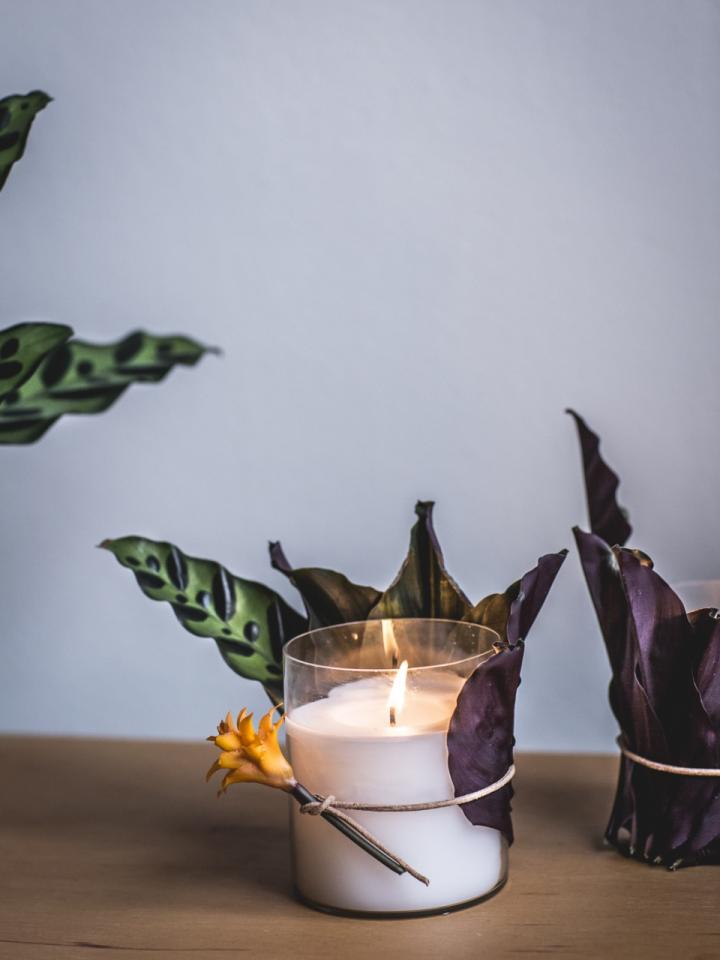 DIY Calathea Mooiwatplantendoen.nl DIY Calathea Mooiwatplantendoen.nl