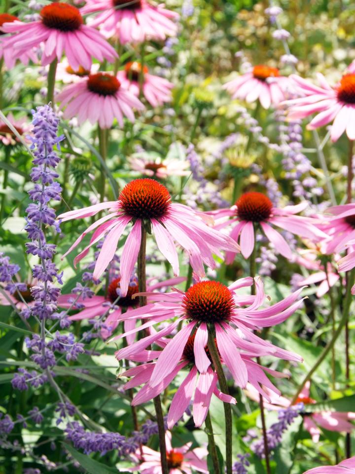 Echinacea, zonnehoed