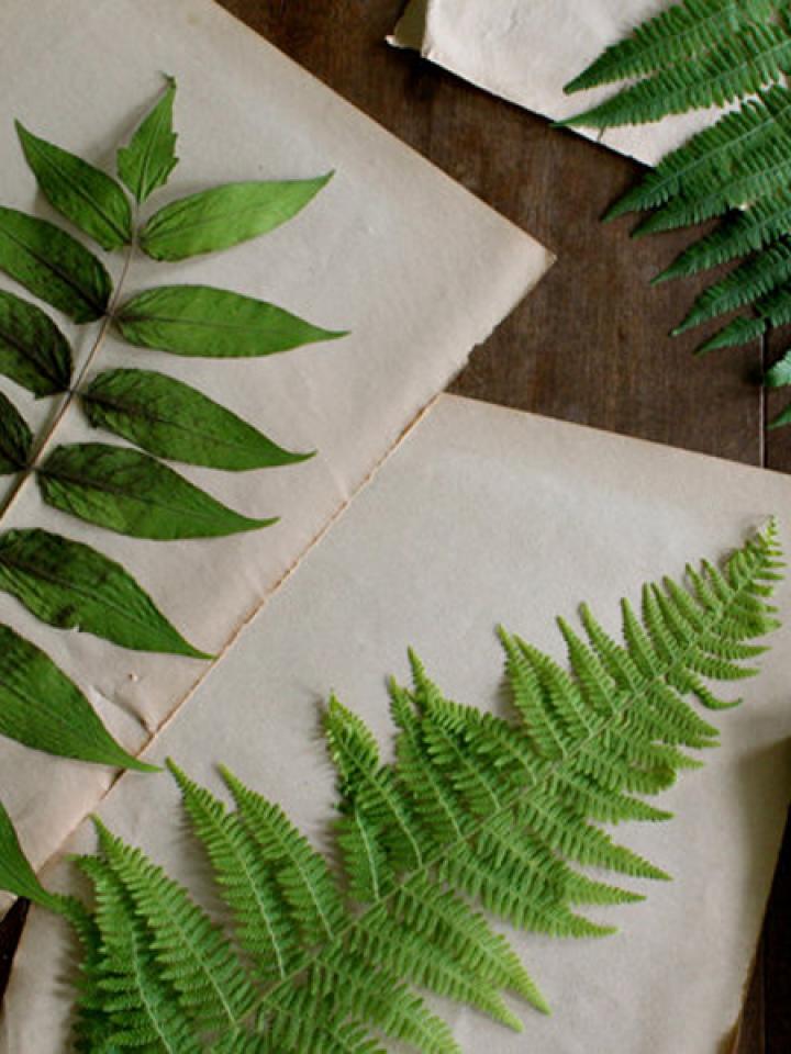 Framed Ferns