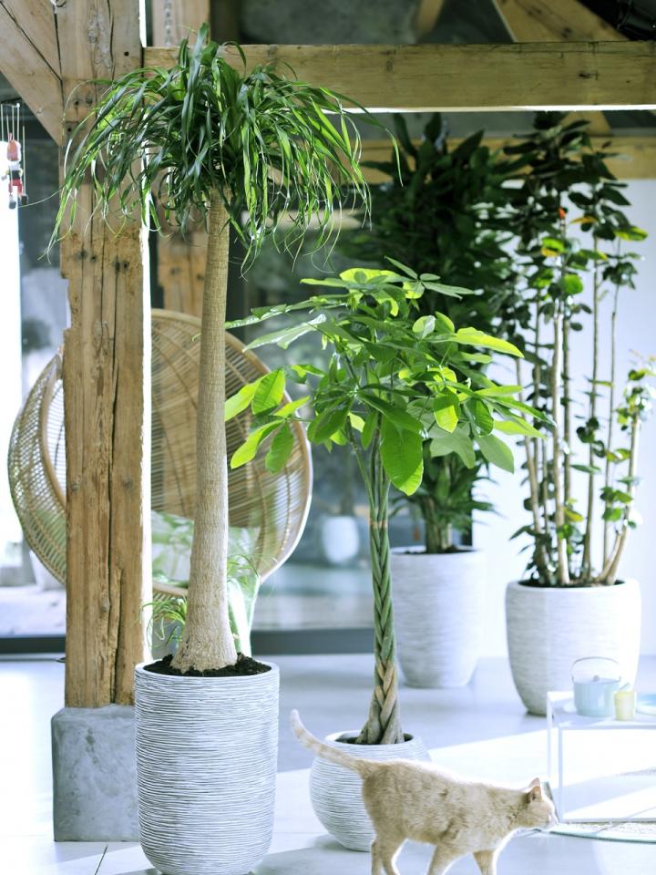 An indoor tree for all seasons - thejoyofplants.co.uk