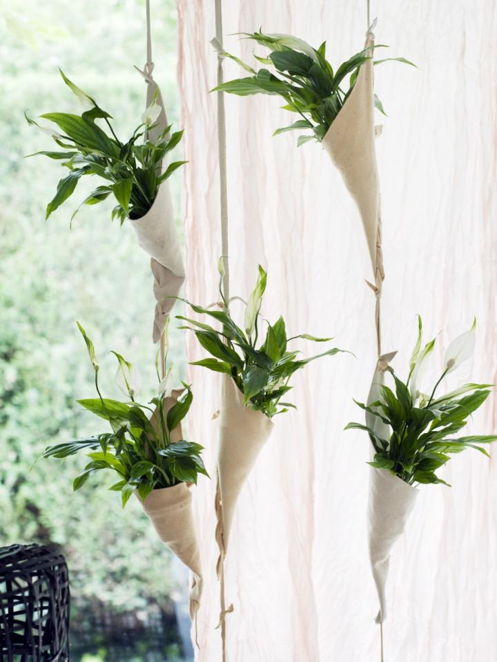 A peace lily curtain | thejoyofplants.co.uk