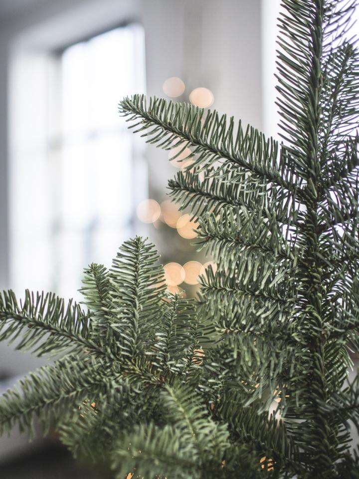 Get rid of the Christmas tree! | The Joy of Plants