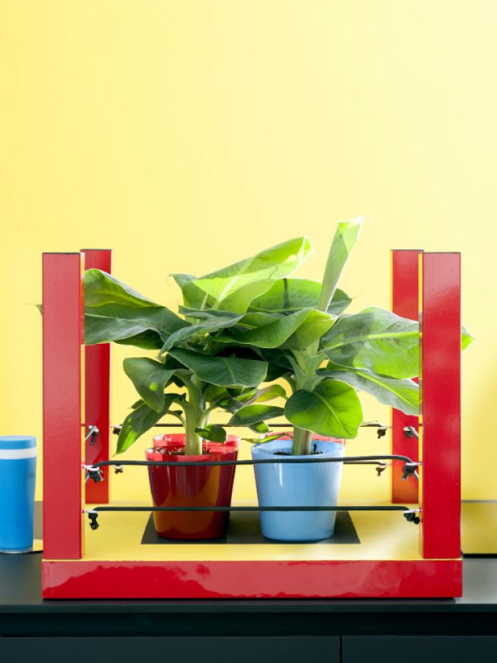 Bananenplant DIY Mooiwatplantendoen.nl