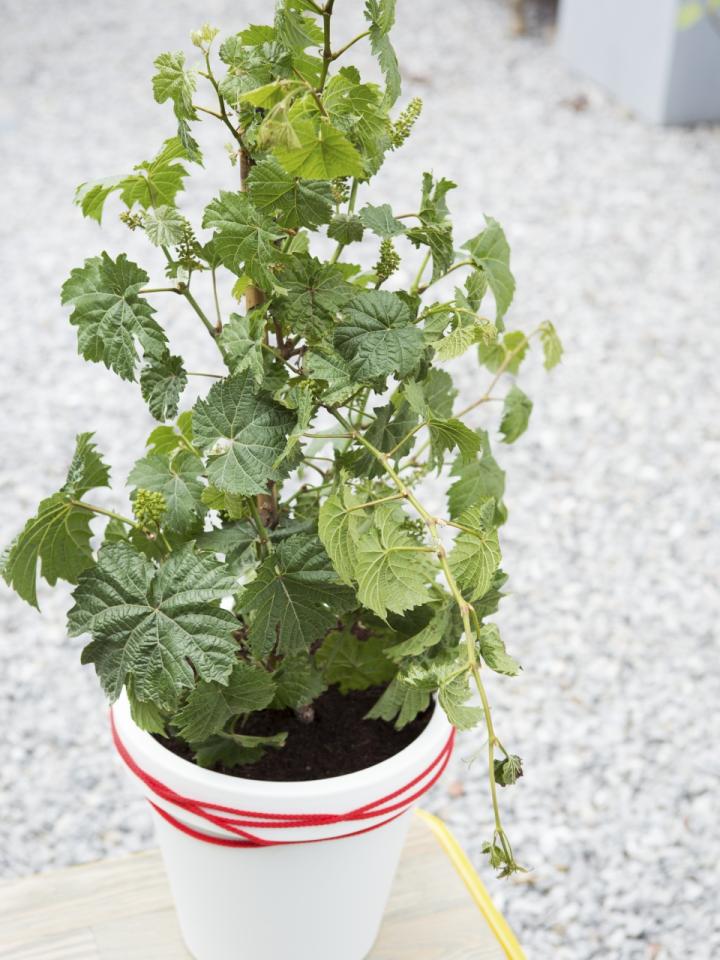 Grape Plant 'Queen of Esther' Vitis Plants in a 9cm Pot Grape Vine for Planting in The Garden in The UK Environment Friendly Packaging 