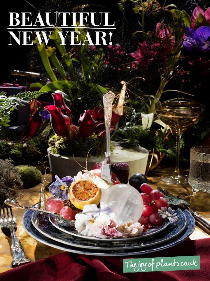 Beautiful New Year Thejoyofplants.co.uk Beautiful New Year Thejoyofplants.co.uk