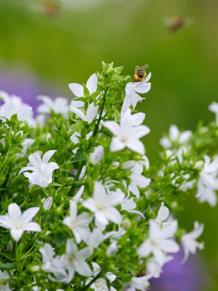 how to help the bees | thejoyofplants.co.uk