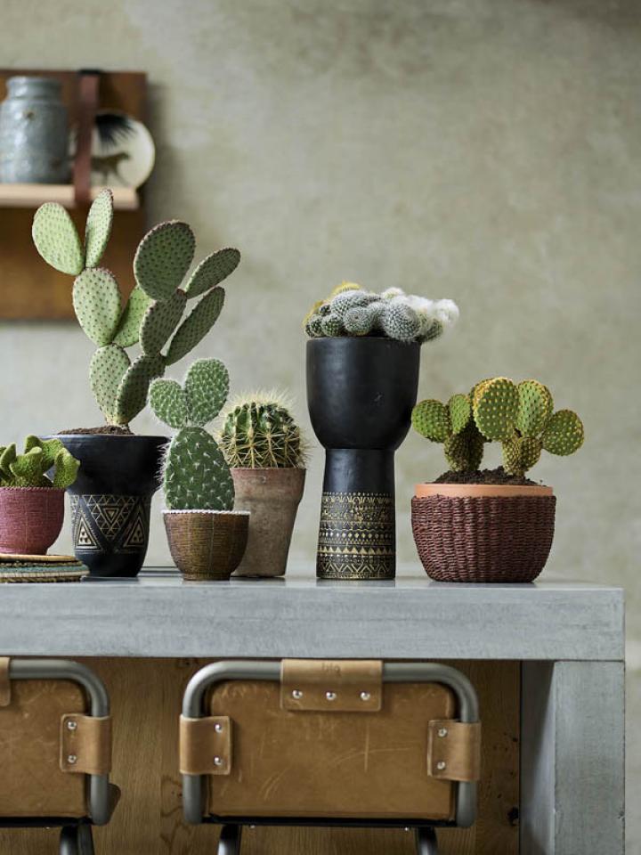 Cactus Mooiwatplantendoen.nl Cactus Thejoyofplants.co.uk