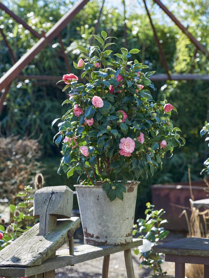 Camellia | The Joy of Plants