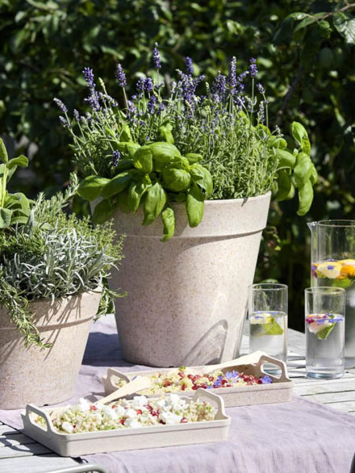 companion planting combinatieteelt Mooiwatplantendoen.nl companion planting combinations Thejoyofplants.co.uk
