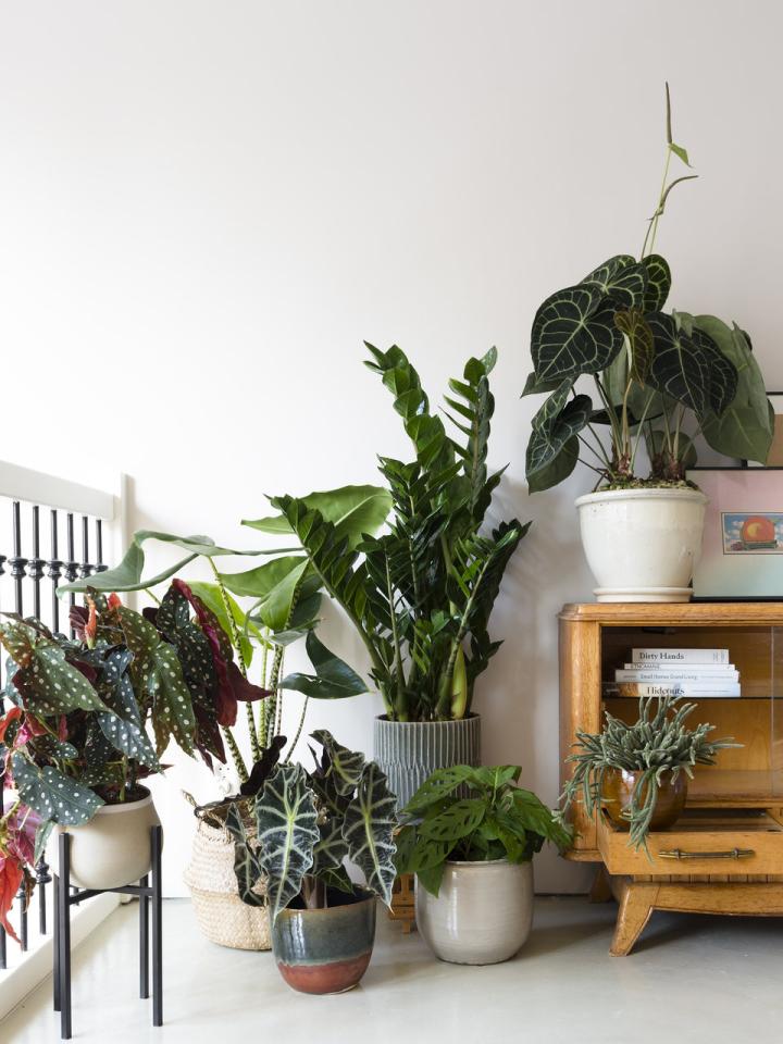 Plant Design at home | thejoyofplants.co.uk