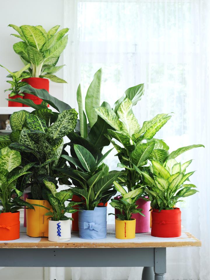  DIY tip voor maken potten voor je Dieffenbachia, moowatplantendoen