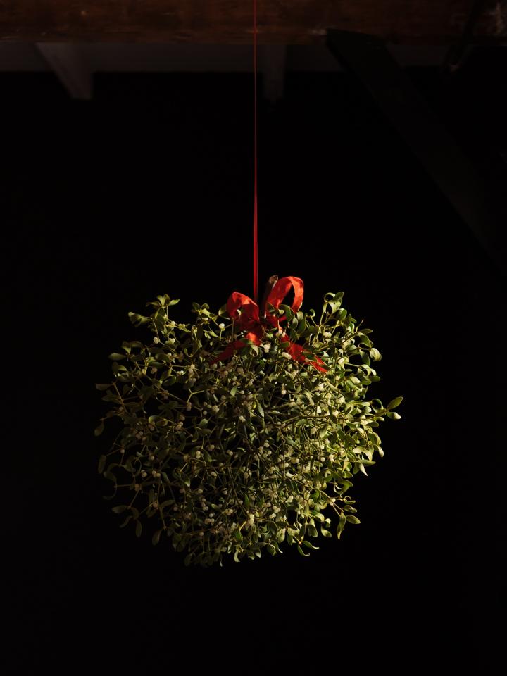 Kissing under the mistletoe | Thejoyofplants.co.uk