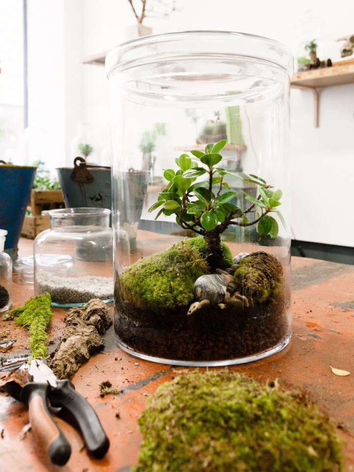 DIY Terrarium Kit: Build Your Own Terrarium with Ficus Bonsai