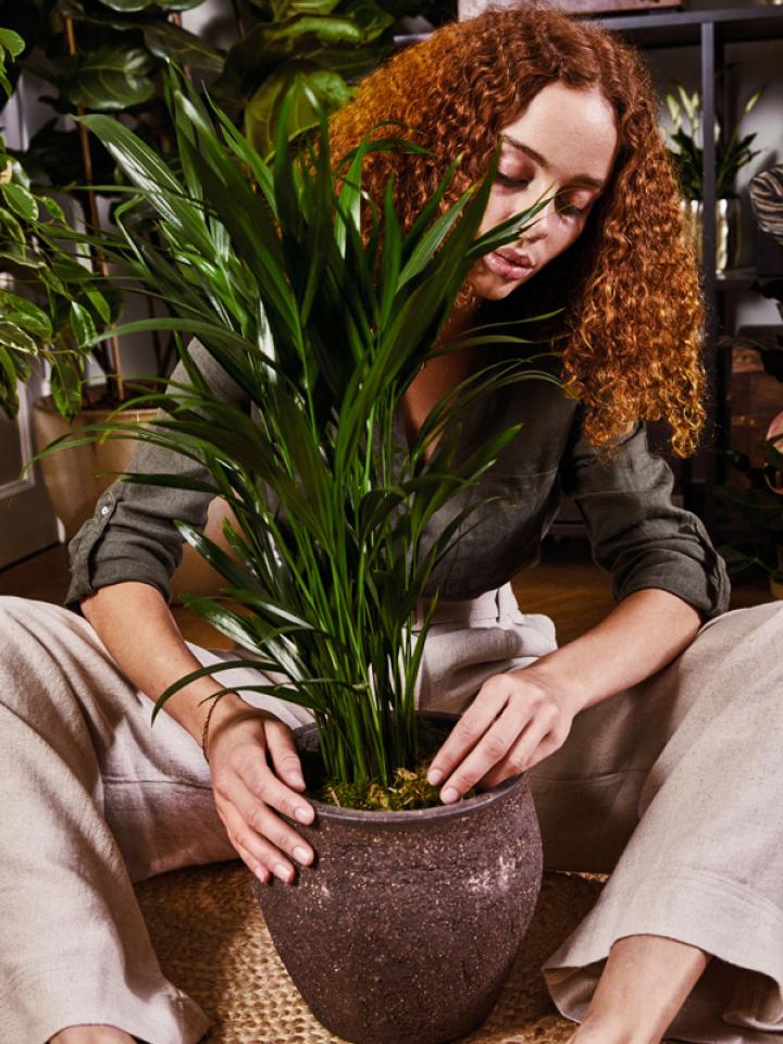 Taking care of plants - Thejoyofplants.co.uk