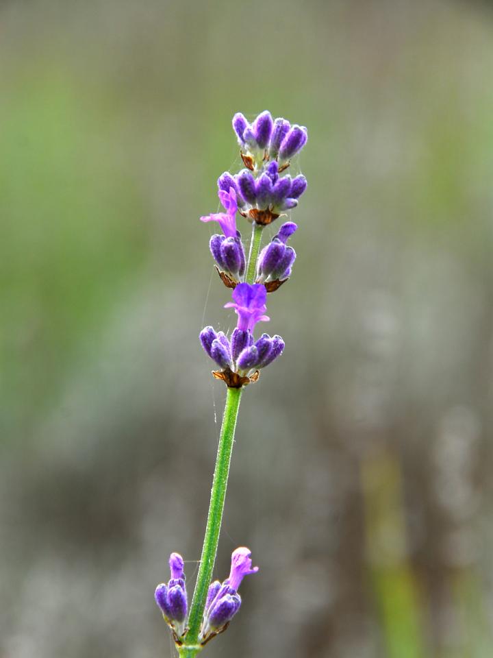 Lavendel Lavendel Mooiwatplantendoen.nl