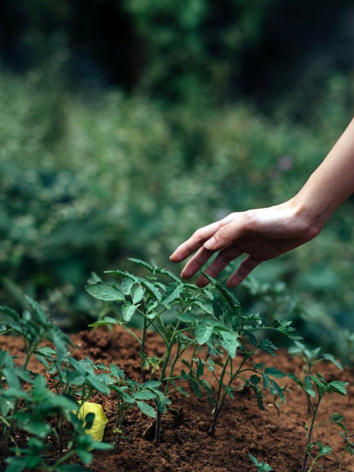 Gardening increases life satisfaction Thejoyofplants.co.uk