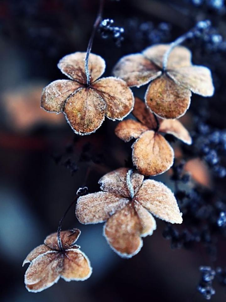 Protect plants in the cold 