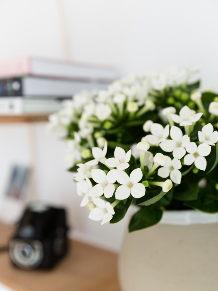 Bouvardia The Joy of Plants