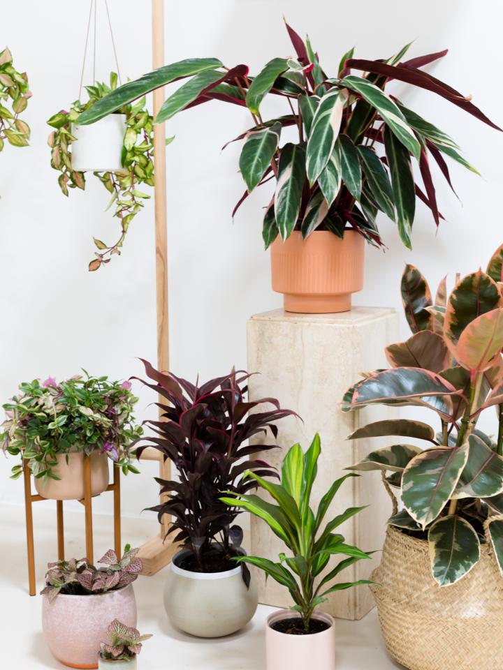 Plant Design interior | Thejoyofplants.co.uk