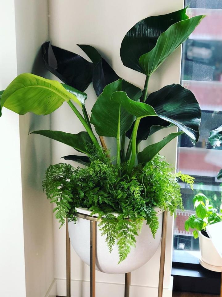 Image of Pothos companion plant for croton