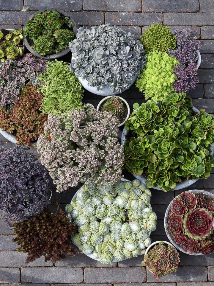 roof planting thejoyofplants.co.uk