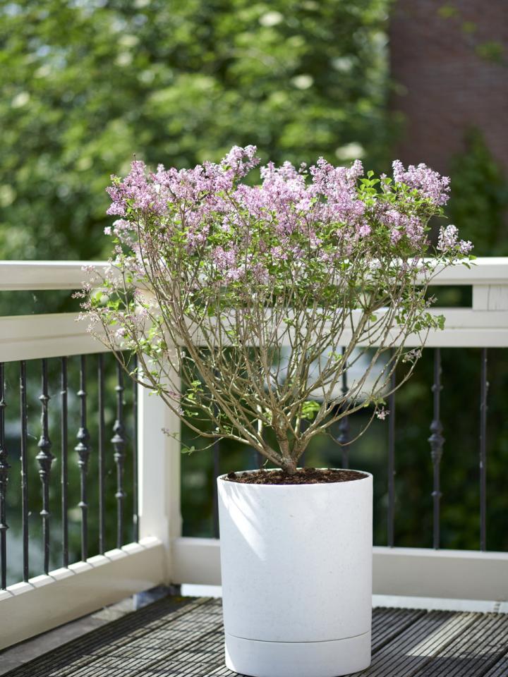 Dwarf hot sale lilac tree