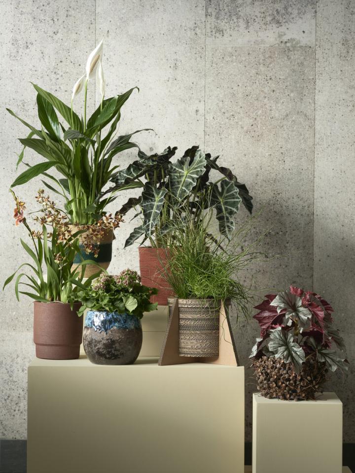 Trend Collectie 2021 Plants | thejoyofplants.co.uk