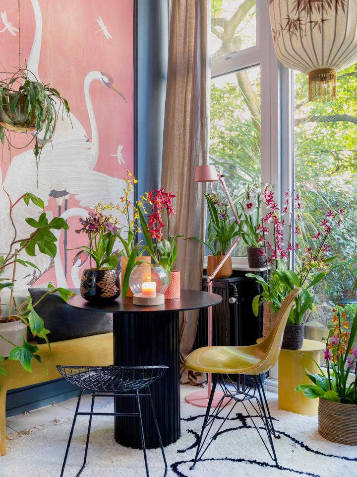 Create your own orchid jungle | Thejoyofplants.co.uk