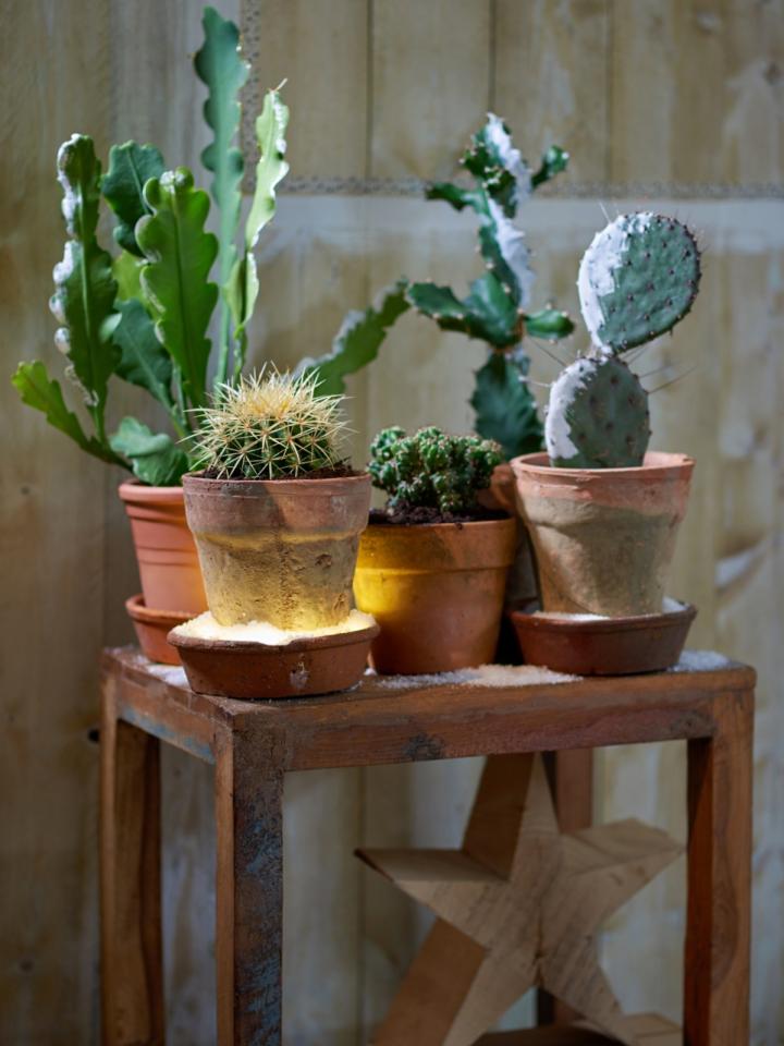 Cactussen Mooiwatplantendoen.nl Cactussen Mooiwatplantendoen.nl