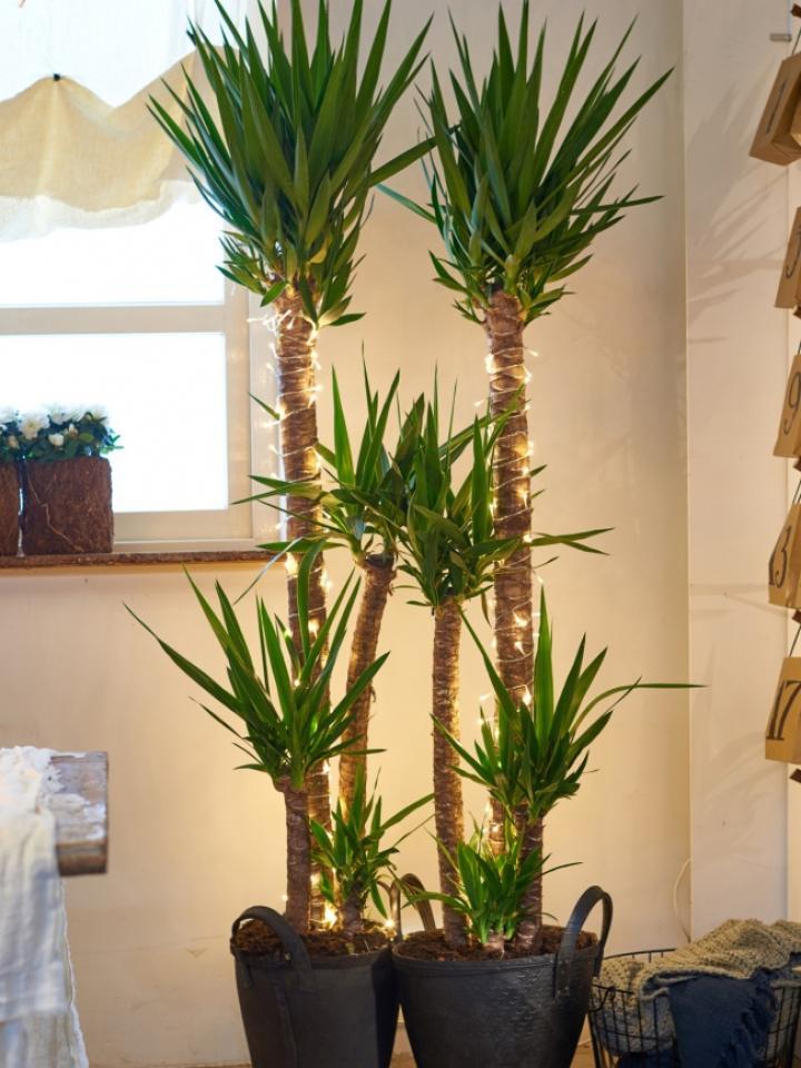 decorate your houseplant Thejoyofplants.co.uk
