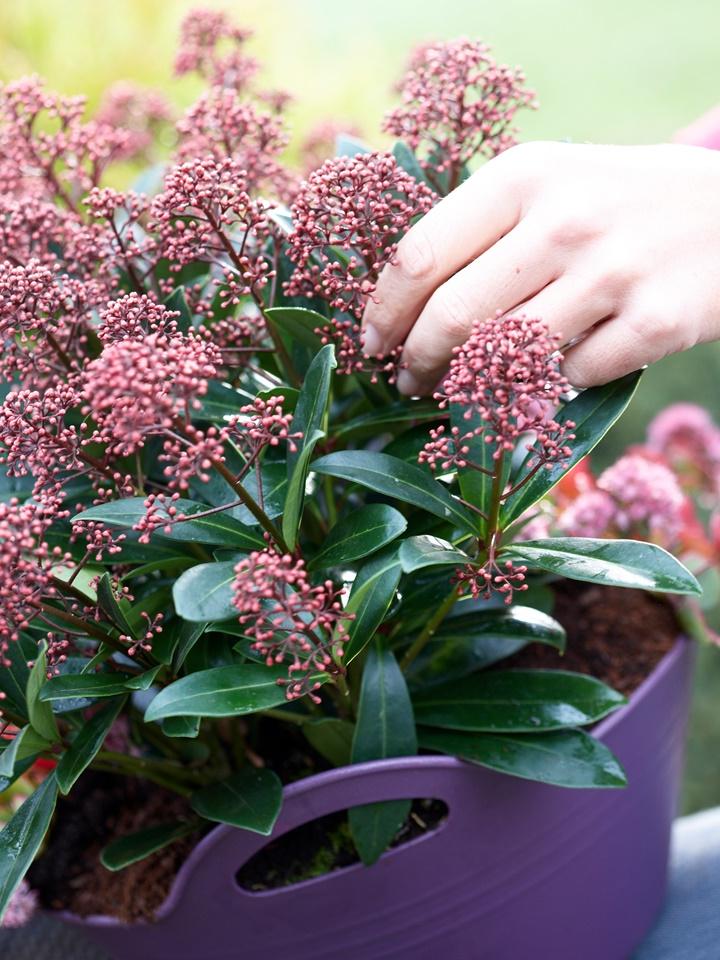 Skimmia Garden plant of the month september thejoyofplants