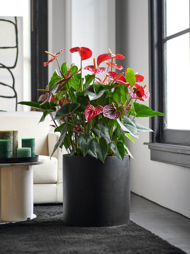 Woonplant van de maand Anthurium Mooiwatplantendoen.nl