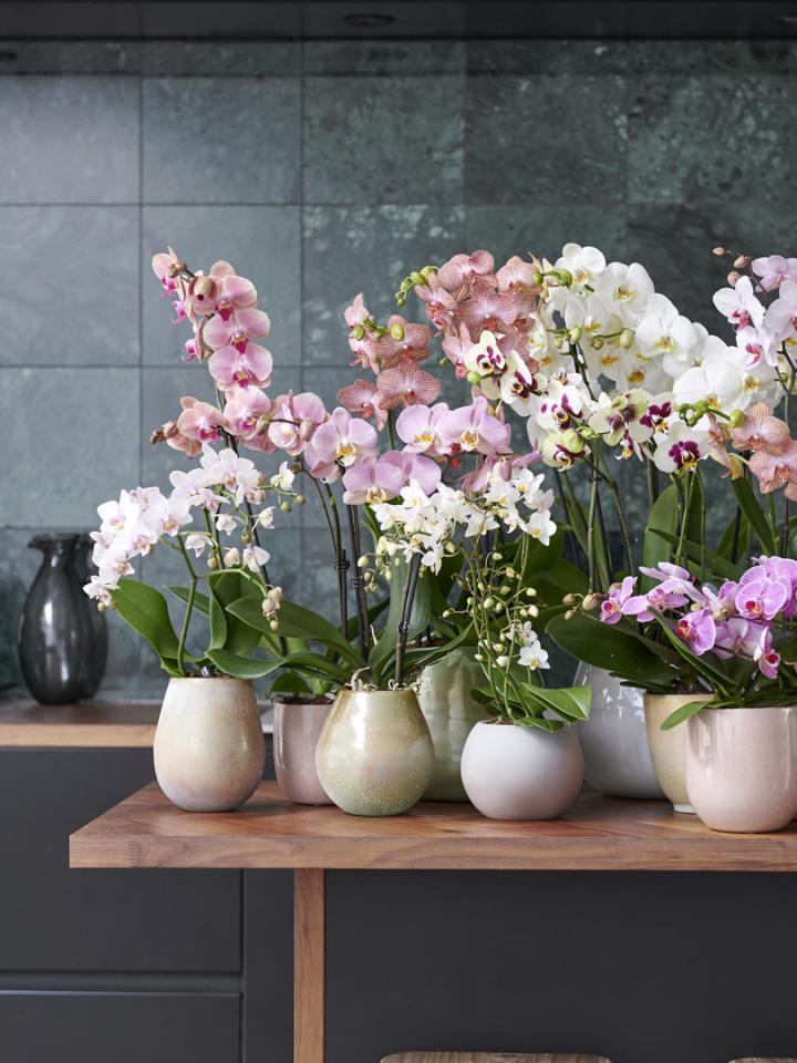 Phalaenopsis shop