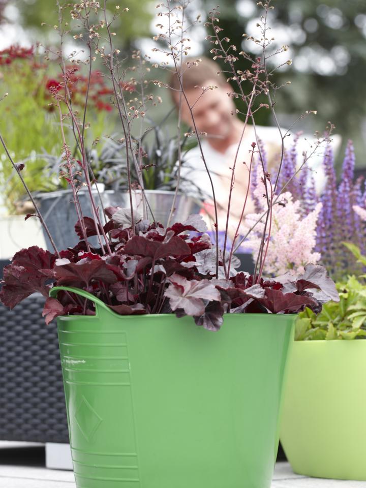 Heuchera, purperklokje