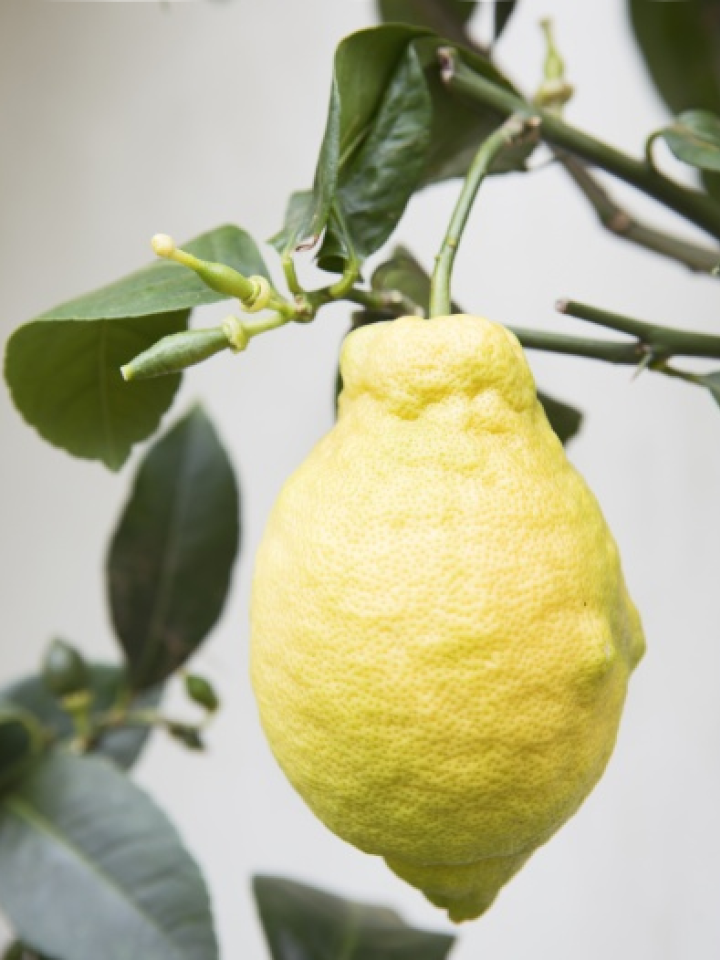 Lemon tree