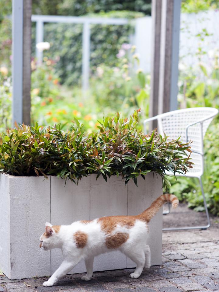 Hippe heesters: Leucothoë Mooiwatplantendoen.nl