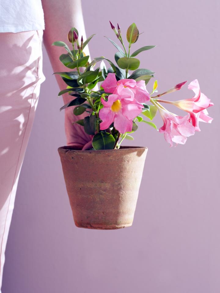 Mandevilla is de Tuinplant van Mei Mooiwatplantendoen.nl Mandevilla is de Tuinplant van Mei Mooiwatplantendoen.nl